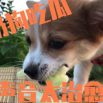 娱乐吃瓜酱小狗吉祥,小狗吉祥的欢乐日常